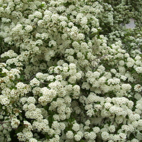 Спирея Вангутта/Spiraea x vanhouttei 100-120 С20