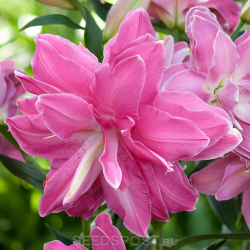 Лилия Лотус Уандер/Lilium Lotus Wonder P2