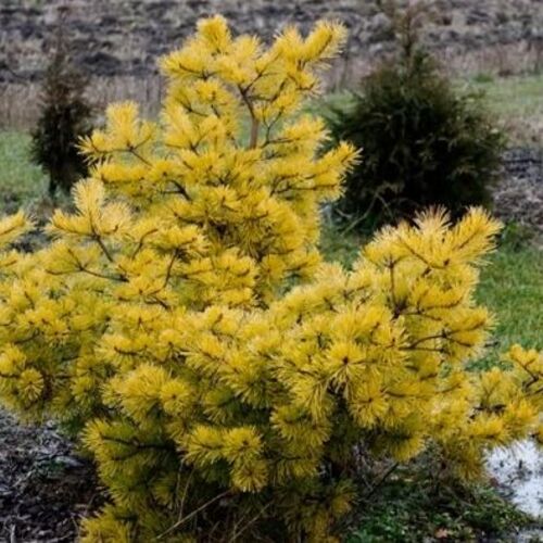 Сосна обыкновенная Голд Коин/Pinus sylvestris Gold Coin 70-80 С5