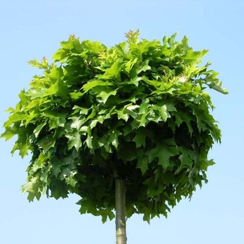Дуб болотный Грин Дварф/Quercus palustris Green Dwarf 10-15 С5 Ра30