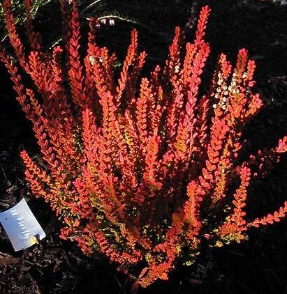 Вереск обыкновенный Фаерфлай/Calluna vulgaris Firerfly