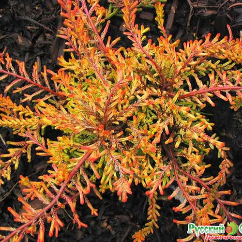 Вереск обыкновенный Роберт Чапмэн/Calluna vulgaris Robert Chapman