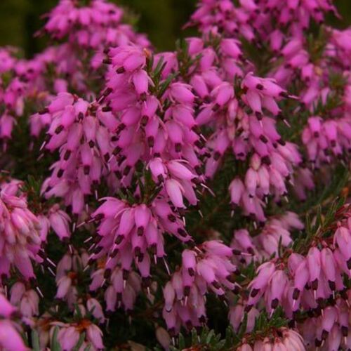 Эрика травяная Рубинтэппич/Erica carnea Rubinteppich