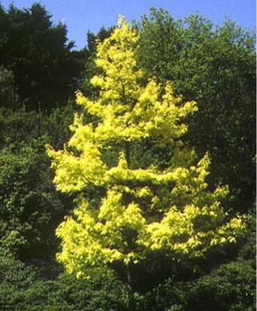 Дуб красный Болтес Голд/Quercus rubra Boltes Gold 40-50 С5
