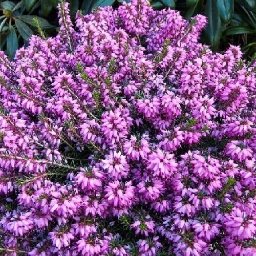 Эрика травяная Винтер Бьюти/Erica carnea Winter Beauty