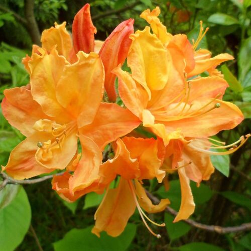Рододендрон листопадный Голден Лайтс/Rhododendron luteum Golden lights С10