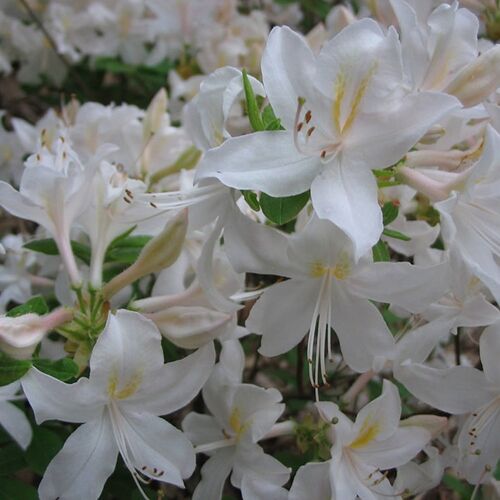 Рододендрон листопадный  Уайт Лайтс/Rhododendron Lights Mandarin Lights 80-100 С4
