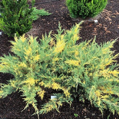 Можжевельник средний Пфитциреана Блю энд Голд/Juniperus media Pfitzeriana Blue and Gold 30-40 C3