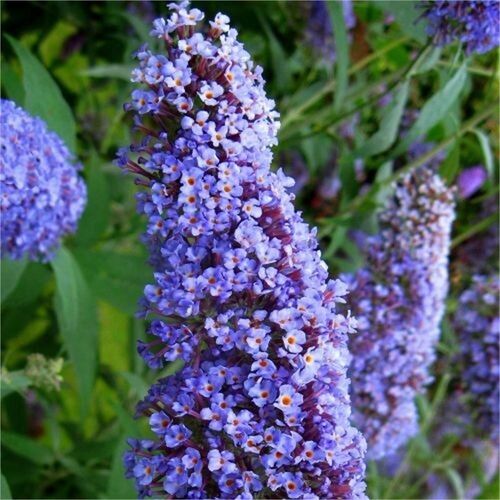 Буддлея Давида Нанхо Блю/Buddleja davidii Nanho Blue 10-20 С3