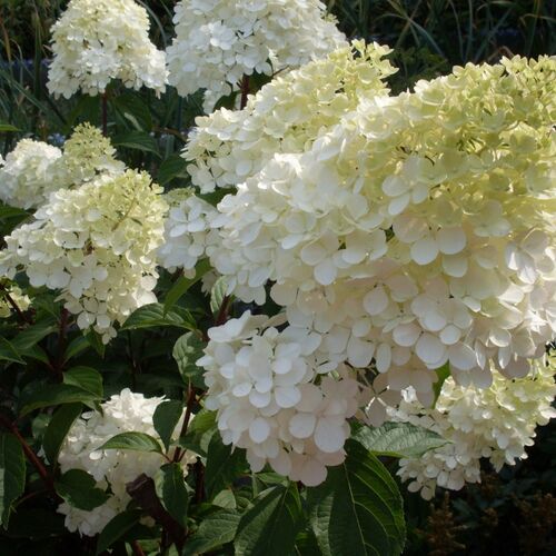 Гортензия метельчатая Канделайт/Hydrangea metelchataya Candlelight C7.5