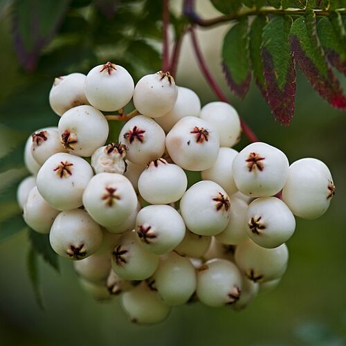 Рябина обыкновенная Вайт Свон/Sorbus aucuparia White Swan С5 Ра140