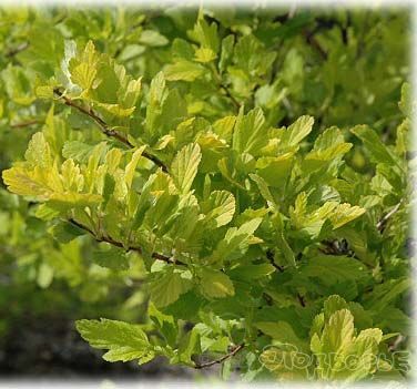 Пузыреплодник калинолистный Наггет/Physocarpus opulifolius Nugget 30-40 С7,5