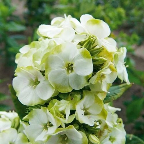 Флокс метельчатый Грин Экспектейшнс/Phlox paniculata Green Expectations С3