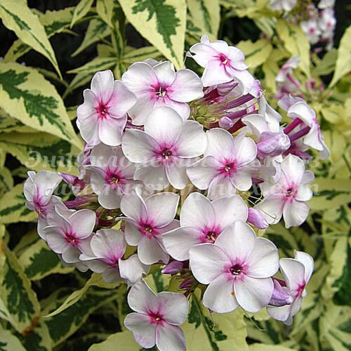 Флокс метельчатый Дарвинс Джойс/Phlox paniculata Darwins Joyce С3