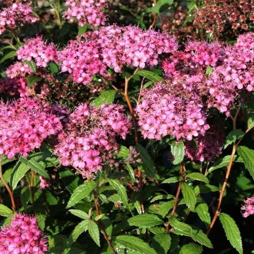Спирея японская Антони Ватерер/Spiraea japonica Anthony Waterer 20-30 С5/С7,5
