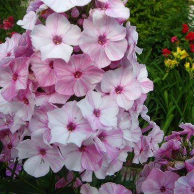 Флокс метельчатый Пикассо/Phlox paniculata Picasso С3