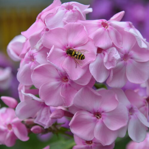 Флокс метельчатый Елена/Phlox paniculata Helena С3