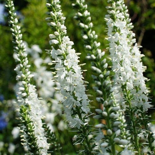 Вероника длиннолистная Шнееризин/Veronica longifolia Schneeriesin Р1,5