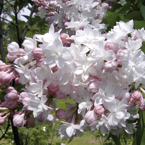 Сирень обыкновенная Красавица Москвы/Syringa vulgaris Krasavitsa Moskvy 40-60 С5