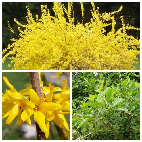 Форзиция промежуточная (средняя) Голдзаубер/Forsythia Intermedia Goldzauber 60-90 С3