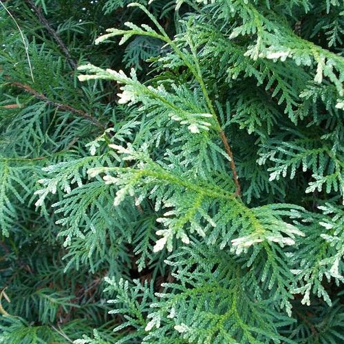 Туя западная Гражина/Thuja occidentalis Grazyna 40-50 С3