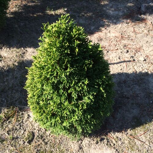 Туя западная Макс/Thuja occidentalis Maks 10-12 С2