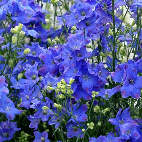 Дельфиниум крупноцветковый Даймондс Блу/Delphinium grandiflora Diamonds Blue Р1,5