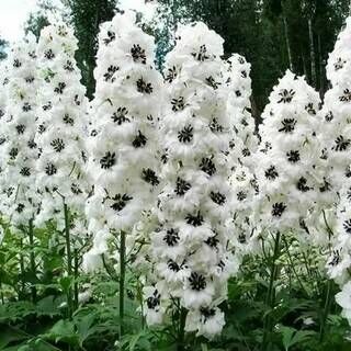 Дельфиниум высокий Меджик Фонтейн Вайт Дарк Би/Delphinium elatum Magic Fountains White Dark Bee Р1,5
