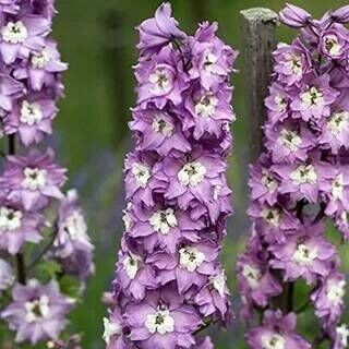 Дельфиниум высокий Меджик Фонтейн Вайт Би/Delphinium elatum Magic Fountains Lavender White Bee Р1,5
