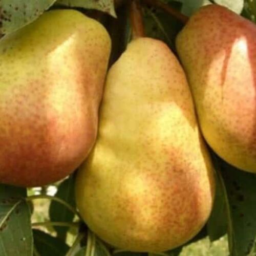 Груша Аллегро (летняя) С6
