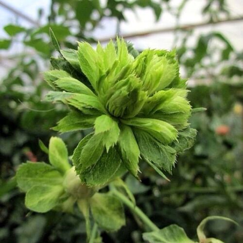 Роза китайская Виридифлора/Viridiflora C6
