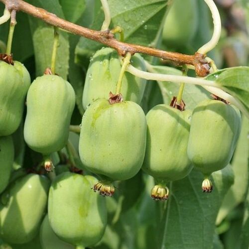 Актинидия Аргута Великанша/Actinidia arguta С3