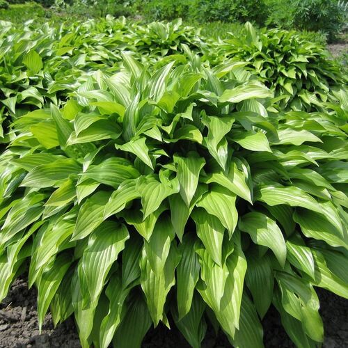 Хоста ланцетолистная/Hosta lancifolia Р1,5