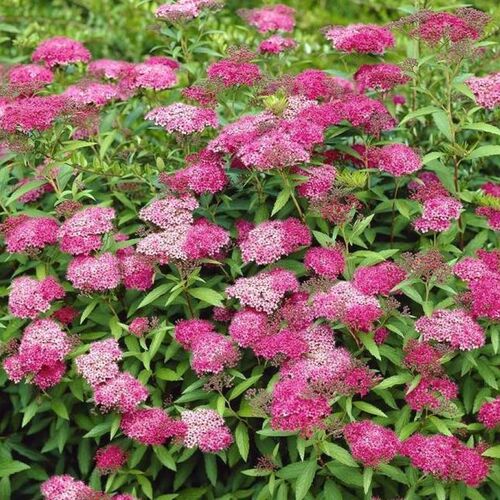 Спирея Бумальда Антони Ватерер/Spiraea x bumalda Anthony Waterer 40-50 С10