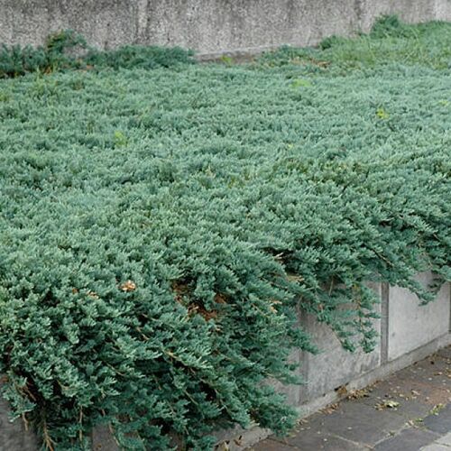 Можжевельник горизонтальный Айс Блю/Juniperus horizontalis Ice Blue 10-20 С2