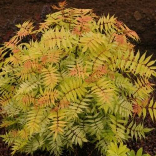 Рябинник рябинолистный Сэм/Sorbaria sorbifolia Sem PBR 40-60 C5
