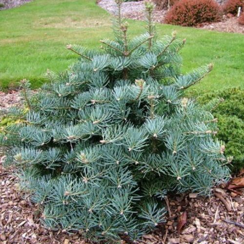 Пихта одноцветная Хексе/Abies concolor Hexe 30-40 С5