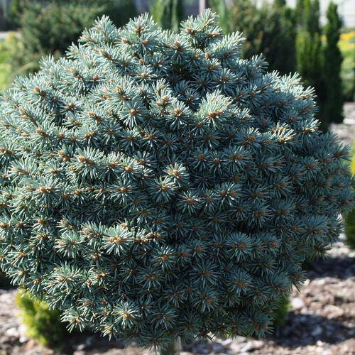 Ель колючая Блю Пэрл/Picea pungens Blue Pearl Ра10 20-25 С3 (Верещак)