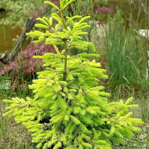 Ель колючая Аурея Нана/Picea pungens Aurea Nana 20-30 С2
