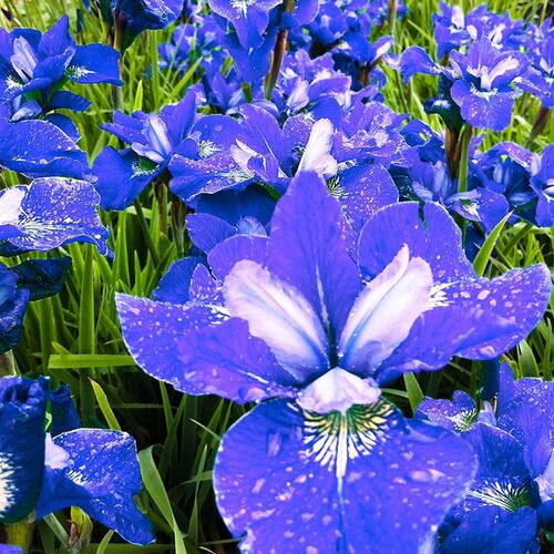 Ирис сибирский Блю Бёрд/Iris sibirica Blue Bird С3