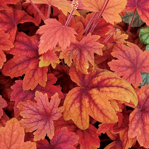 Гейхерелла гибридная Свит Ти/Heucherella hybrid Sweet Tea Р1,5