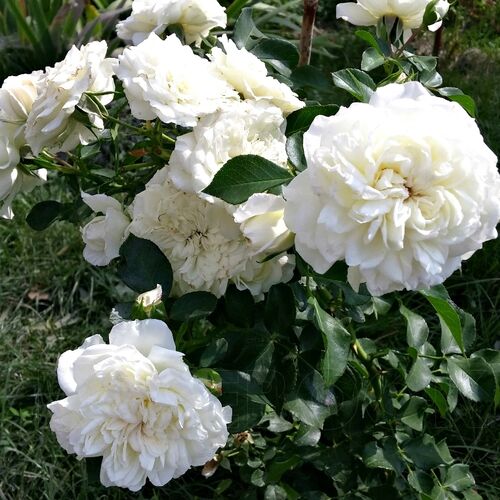 Роза полиантовая Уайт Морсдаг/White Morsdag ОКС