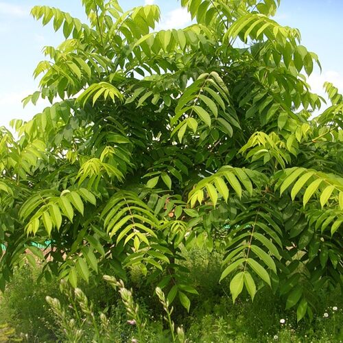 Орех Маньчжурский/Juglans mandshurica С5