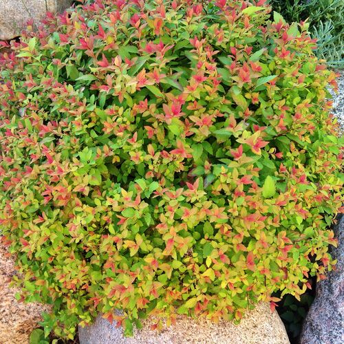 Спирея японская Мэджик Карпет/Spiraea japonica Magic Carpet PBR 20-30 С2