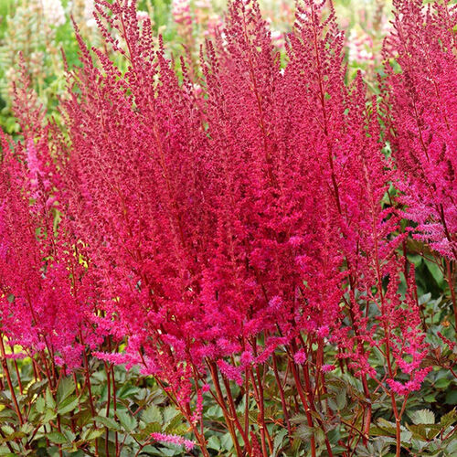 Астильба китайская Майти Рэд Куин/Astilbe chinensis Mighty Red Quin С2