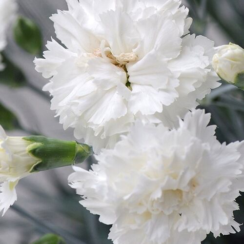Гвоздика перистая Мемориз/Dianthus plumarius Memories Р1,5