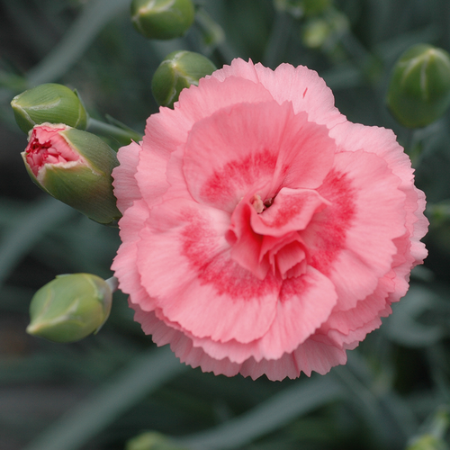 Гвоздика перистая Романс/Dianthus plumarius Fizz Romance С2
