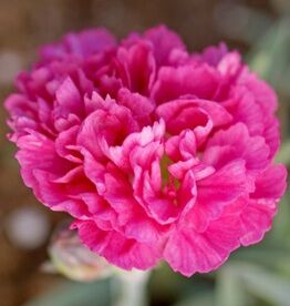 Гвоздика перистая Шерберт Коктэйль/Dianthus plumarius Sherbert Coctail С1