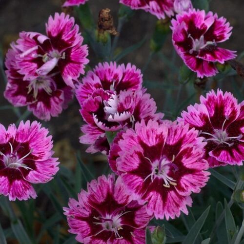 Гвоздика перистая Супернова/Dianthus plumarius Supernova С1