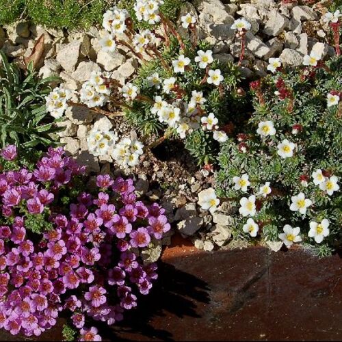 Камнеломка моховидная/Saxifraga muscoides С0,8